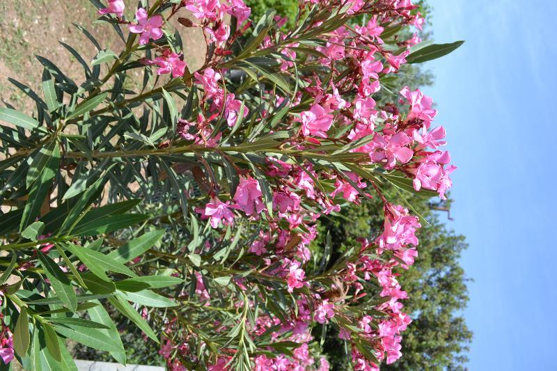 מלון Elit Deniz Palamutbuekue מראה חיצוני תמונה